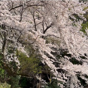 不動滝入り口の桜